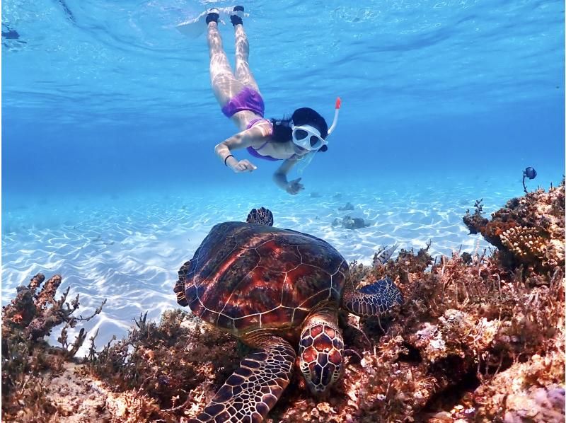 【沖縄・宮古島】写真に自信あり！うみがめ遭遇率100%継続中！うみがめシュノーケルツアー（高性能レンズ付き水中カメラ使用）の紹介画像
