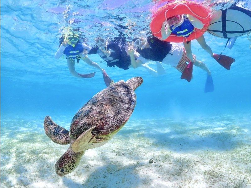 【沖縄・宮古島】写真に自信あり！うみがめ遭遇率100%継続中！うみがめシュノーケルツアー（高性能レンズ付き水中カメラ使用）の紹介画像