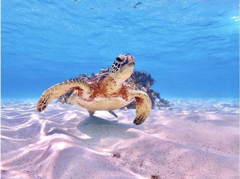 沖縄・宮古島】【温水シャワー】写真に自信あり！うみがめ遭遇率100