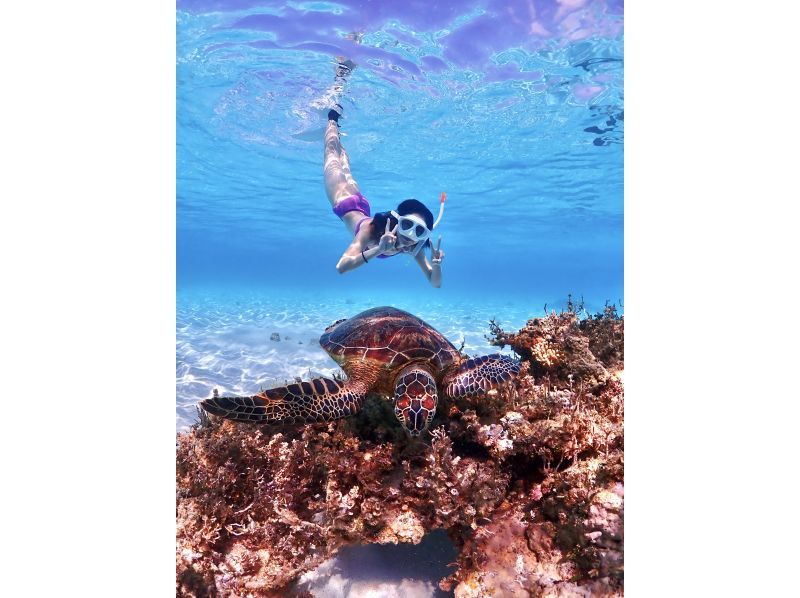【沖縄・宮古島】写真に自信あり！うみがめ遭遇率100%継続中！うみがめシュノーケルツアー（高性能レンズ付き水中カメラ使用）の紹介画像