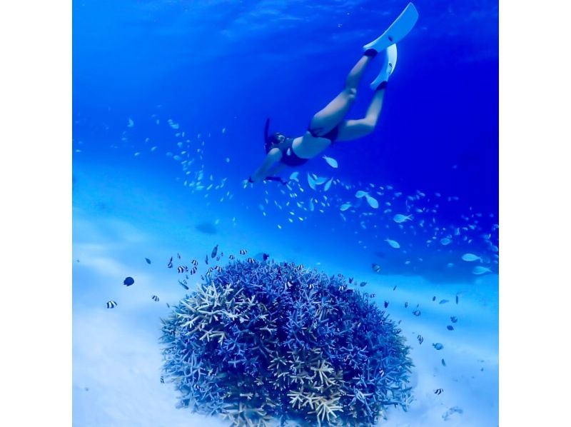 [Okinawa, Kerama Islands] Enjoy the beautiful sea of Zamami Island! A guided snorkeling tour that even beginners can enjoy!の紹介画像