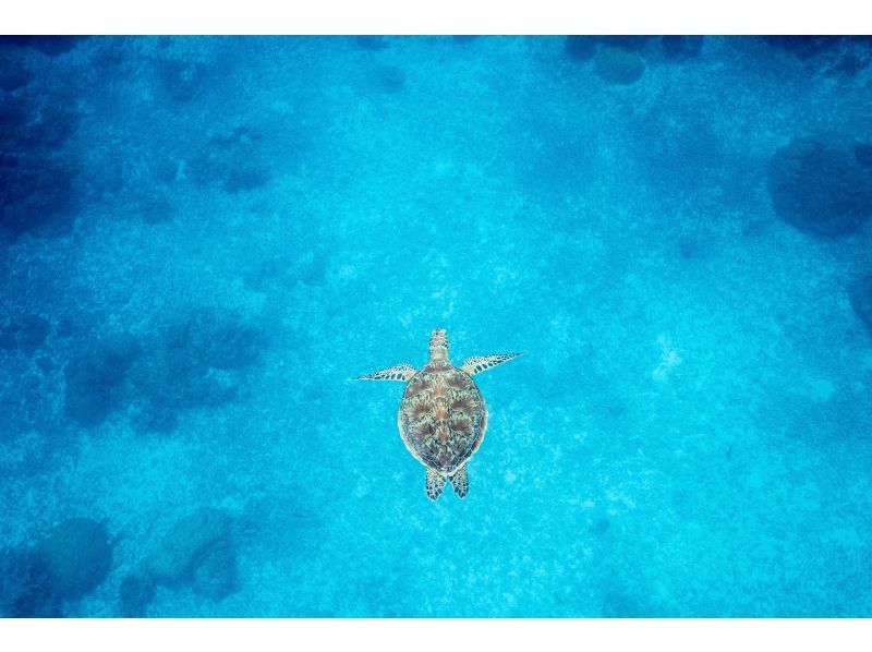 [Okinawa, Kerama Islands] Enjoy the beautiful sea of Zamami Island! A guided snorkeling tour that even beginners can enjoy!の紹介画像