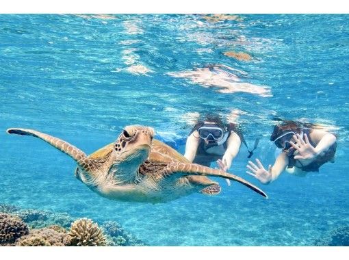 ウミガメ撮影できないと全額返金保証有【青の洞窟ウミガメシュノーケル】当日OK!少人数制!ゴープロ・防寒スーツ完備!初心者・団体大歓迎! ウミガメ撮影できないと全額返金保証有【青の洞窟ウミガメシュノーケル】当日OK!少人数制!ゴープロ・防寒スーツ完備!初心者・団体大歓迎!