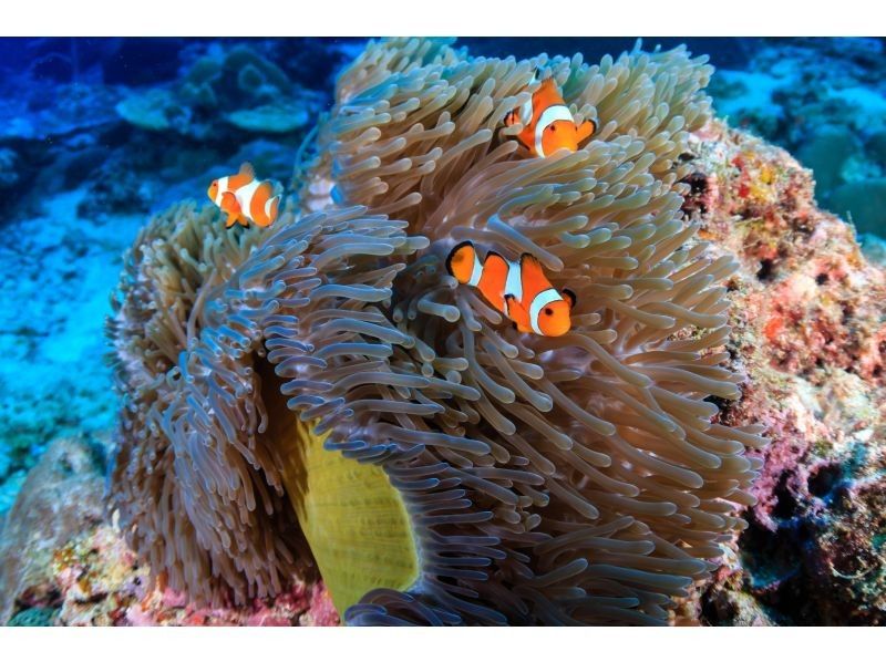 ウミガメ見れなきゃ全額返金！！【青の洞窟ウミガメシュノーケル】のんびり6人までご案内♪ゴープロ・シャワー完備！初心者大歓迎！の紹介画像