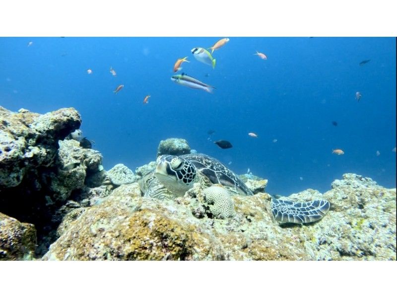 ウミガメ見れなきゃ全額返金！！【青の洞窟ウミガメシュノーケル】のんびり6人までご案内♪ゴープロ・シャワー完備！初心者大歓迎！の紹介画像