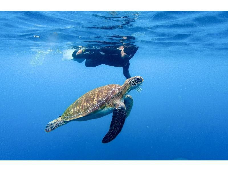 ウミガメ見れなきゃ全額返金！！【青の洞窟ウミガメシュノーケル】のんびり6人までご案内♪ゴープロ・シャワー完備！初心者大歓迎！の紹介画像
