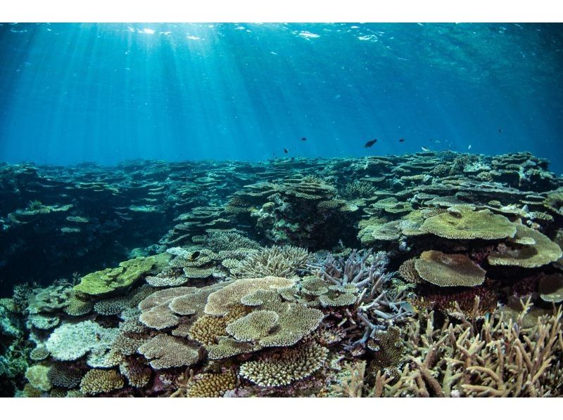 ウミガメ見れなきゃ全額返金！！【青の洞窟ウミガメシュノーケル】のんびり6人までご案内♪ゴープロ・シャワー完備！初心者大歓迎！の紹介画像