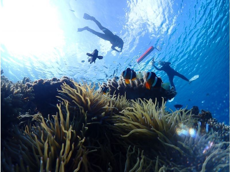 【沖繩縣本部町】即使在冬天也能暢泳！ 3人及以上團體可享私人猩猩礁海灘浮潛之旅。不與其他團體混團。歡迎初學者！の紹介画像