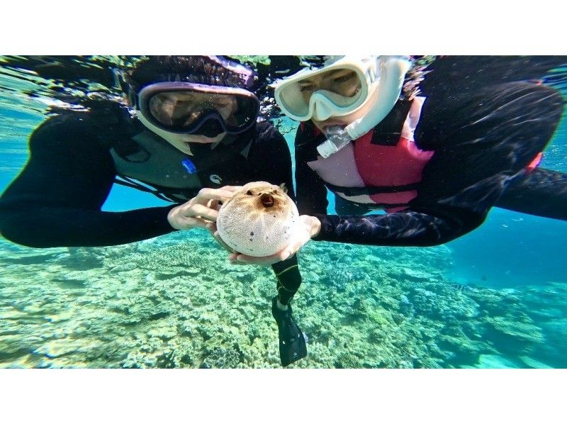 【沖繩縣本部町】即使在冬天也能暢泳！ 3人及以上團體可享私人猩猩礁海灘浮潛之旅。不與其他團體混團。歡迎初學者！の紹介画像