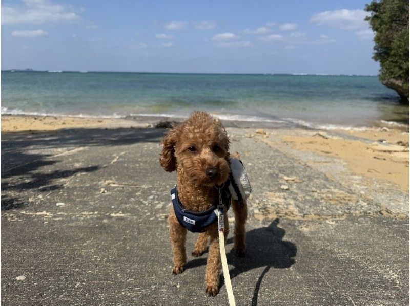 【石垣島/愛犬同伴OK】1組限定マングローブカヤック｜亜熱帯の秘境を愛犬と冒険♪（高画質写真・動画プレゼント／シャワー完備／約2時間）の紹介画像
