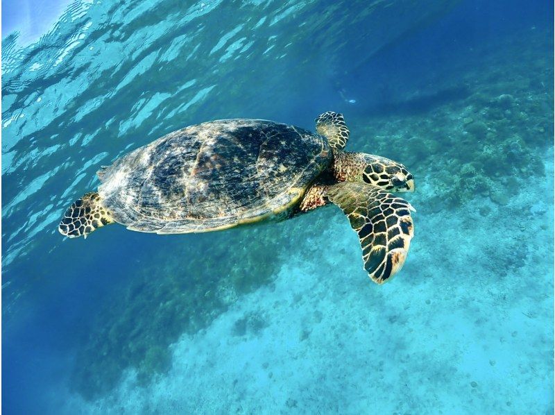 【北谷発着】ダイバーへの第一歩！オープンウォーターライセンス（PADI）講習！の紹介画像