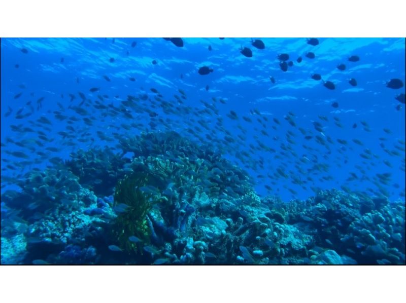 【北谷発着】ダイバーへの第一歩！オープンウォーターライセンス（PADI）講習！の紹介画像
