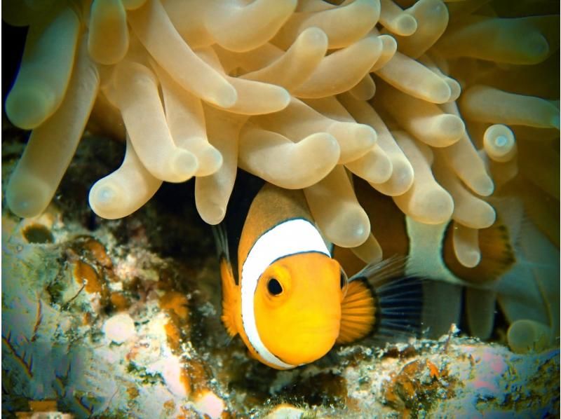 【沖縄・石垣】ウミガメ探索青の洞窟探検！少人数制でお子様連れも安心安全⭐︎1名様も大歓迎⭐︎写真データプレゼントの紹介画像