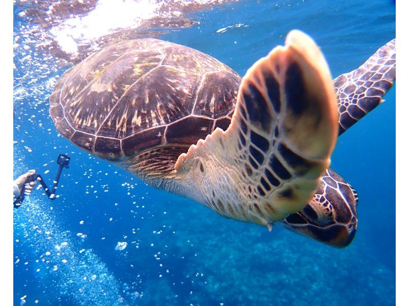 [Ishigaki Island Greedy 1-Day Snorkeling Course] Landing on a phantom island & snorkeling with corals, fish and sea turtles! Summer vacation ♪ Great for families ◎ Free underwater photography!の紹介画像