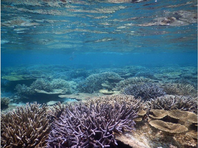  [沖縄・宮古島/伊良部島]シュノーケル・スキンダイビング ２ポイント完全貸し切り！★写真、動画プレゼント★の紹介画像