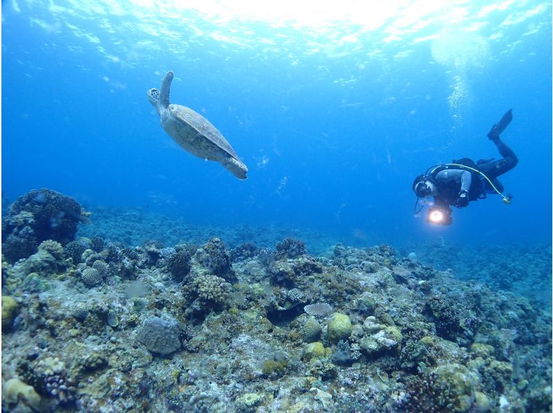 【沖縄・宜野湾発/ケラマ諸島】目に入るすべてが絶景の海の世界でダイビングを楽しもう！の紹介画像