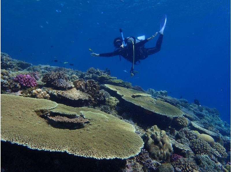 【沖縄・宜野湾発/ケラマ諸島】目に入るすべてが絶景の海の世界でダイビングを楽しもう！の紹介画像