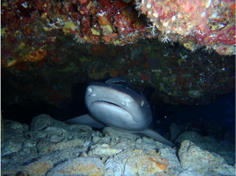 【沖縄・宜野湾発/ケラマ諸島】目に入るすべてが絶景の海の世界でダイビングを楽しもう！の紹介画像