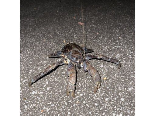 【宮古島/破格ナイトツアー】アマゾンから帰ってきた男がご案内!お子様から大人まで楽しめる夜の大冒険☆ようこそ非日常の世界へ。 【宮古島/破格ナイトツアー】アマゾンから帰ってきた男がご案内!お子様から大人まで楽しめる夜の大冒険☆ようこそ非日常の世界へ。