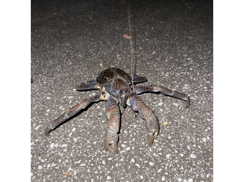 【宮古島/非凡夜遊】{*限時優惠：1000日元} 一位剛從亞馬遜歸來的嚮導將帶您體驗精彩的夜間探險之旅，大人也能樂在其中☆ 歡迎來到非凡的世界。の紹介画像