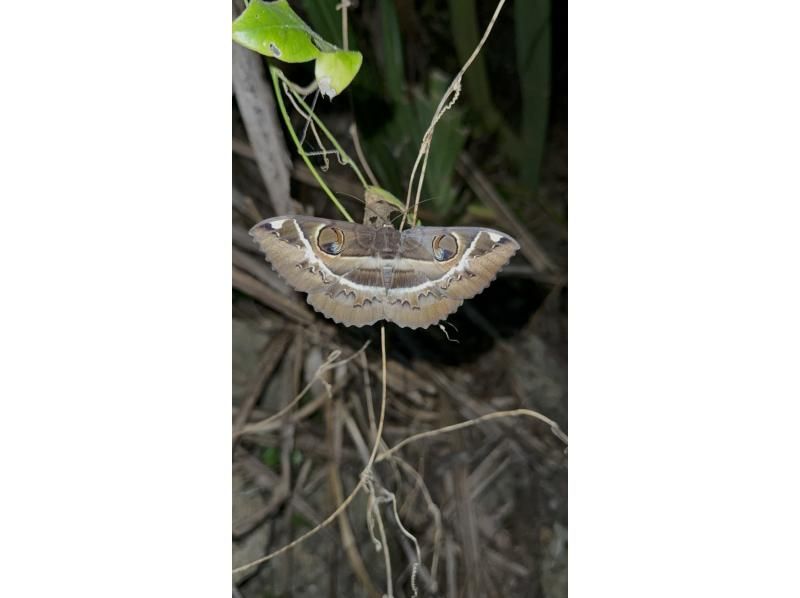 [Miyakojima - Special Night Tour] A man who just returned from the Amazon will guide you in search of Miyakojima's nocturnal creatures.の紹介画像