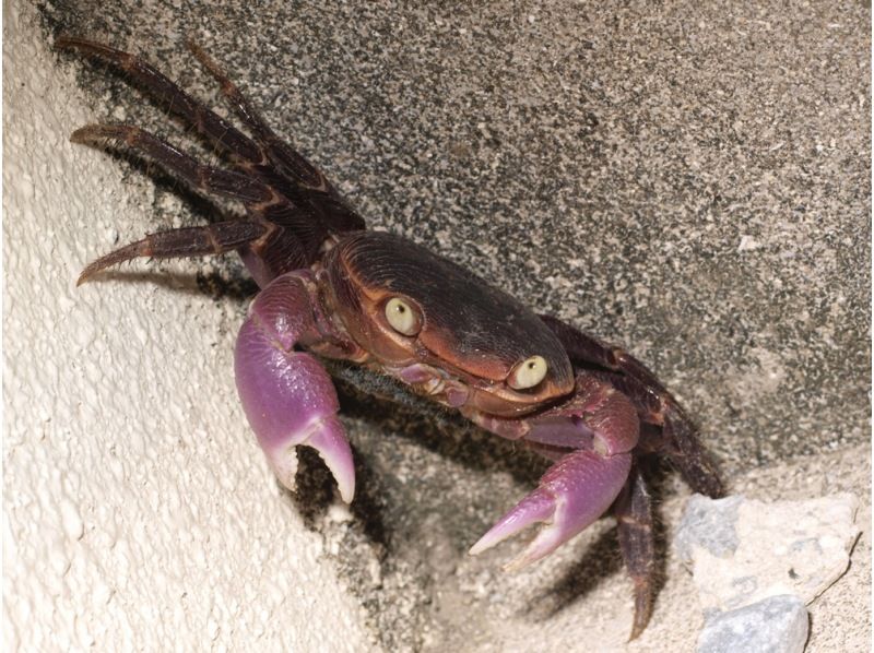 【宮古島/非凡夜遊】{*限時優惠：1000日元} 一位剛從亞馬遜歸來的嚮導將帶您體驗精彩的夜間探險之旅，大人也能樂在其中☆ 歡迎來到非凡的世界。の紹介画像