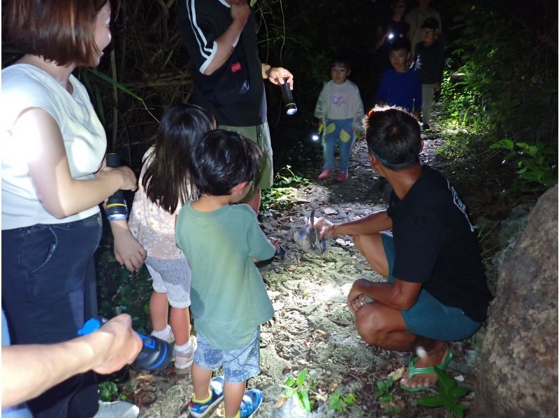 【宮古島ナイトツアー｜当日予約OK】★アマゾン帰りの男が案内★夜のジャングル探検《お子様にも大人気☆》の紹介画像