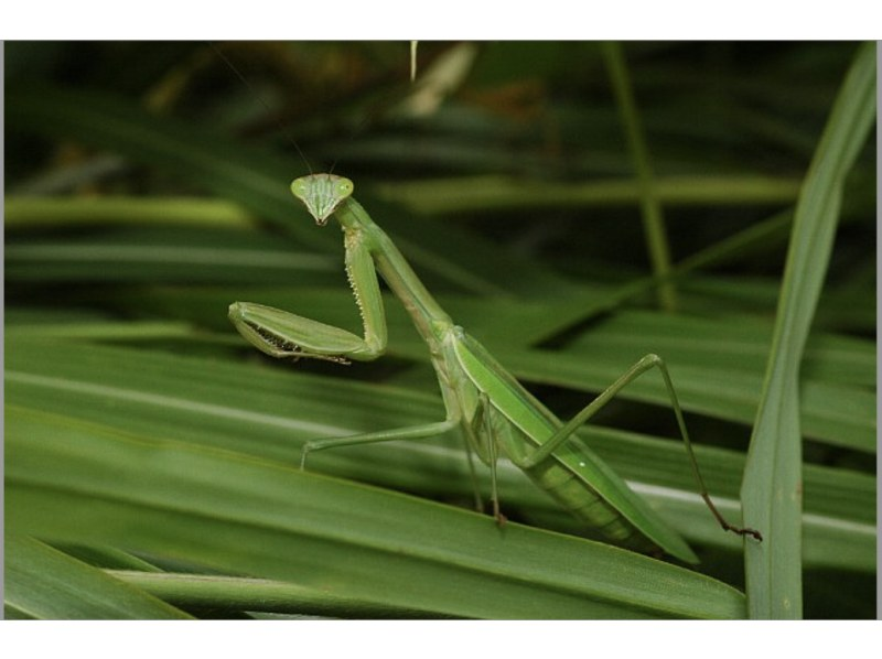 【宮古島/非凡夜遊】{*限時優惠：1000日元} 一位剛從亞馬遜歸來的嚮導將帶您體驗精彩的夜間探險之旅，大人也能樂在其中☆ 歡迎來到非凡的世界。の紹介画像