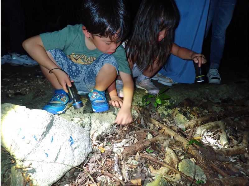 [Miyakojima - Special Night Tour] A man who just returned from the Amazon will guide you in search of Miyakojima's nocturnal creatures.の紹介画像