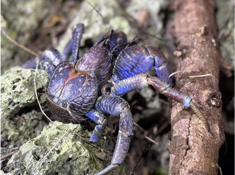 【宮古島ナイトツアー｜当日予約OK】★アマゾン帰りの男が案内する未知の世界《子供&bull;ファミリー&bull;カップル大歓迎》★2000円で一生モノの夜をの紹介画像