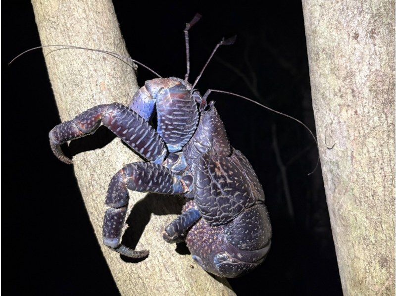 【宮古島ナイトツアー｜当日予約OK】★アマゾン帰りの男が案内する未知の世界《子供&bull;ファミリー&bull;カップル大歓迎》★2000円で一生モノの夜をの紹介画像