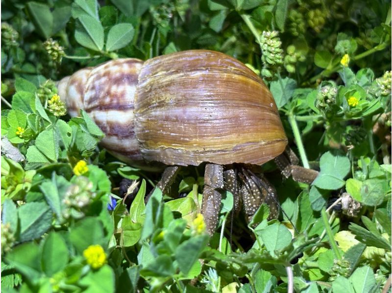 【宮古島・※5月末まで2000円】※破格ナイトツアー！アマゾンから帰ってきた男がご案内！大人も楽しめる夜の大冒険☆ようこそ非日常の世界へ。の紹介画像