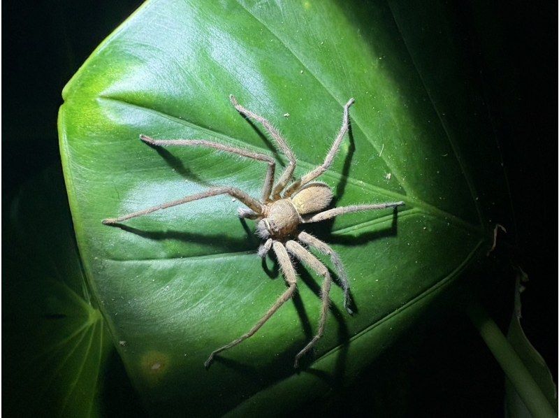 【宮古島ナイトツアー｜当日予約OK】★アマゾン帰りの男が案内する未知の世界《子供&bull;ファミリー&bull;カップル大歓迎》★2000円で一生モノの夜をの紹介画像