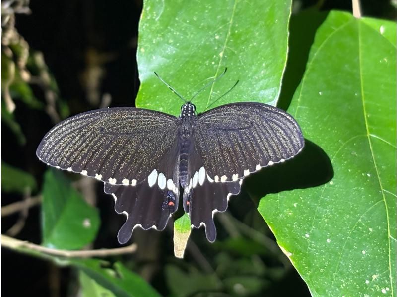 【宮古島・※5月末まで2000円】※破格ナイトツアー！アマゾンから帰ってきた男がご案内！大人も楽しめる夜の大冒険☆ようこそ非日常の世界へ。の紹介画像