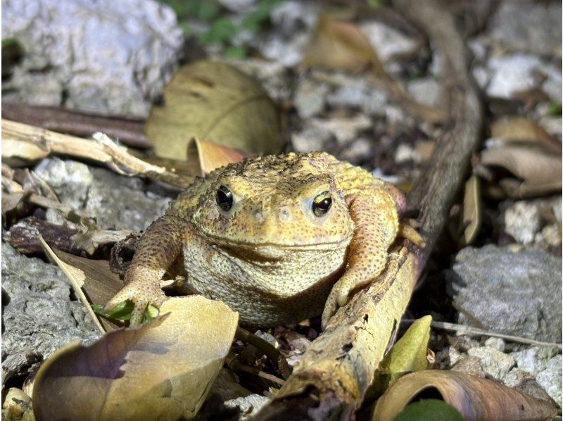 【宮古島ナイトツアー｜当日予約OK】★アマゾン帰りの男が案内する未知の世界《子供&bull;ファミリー&bull;カップル大歓迎》★2000円で一生モノの夜をの紹介画像