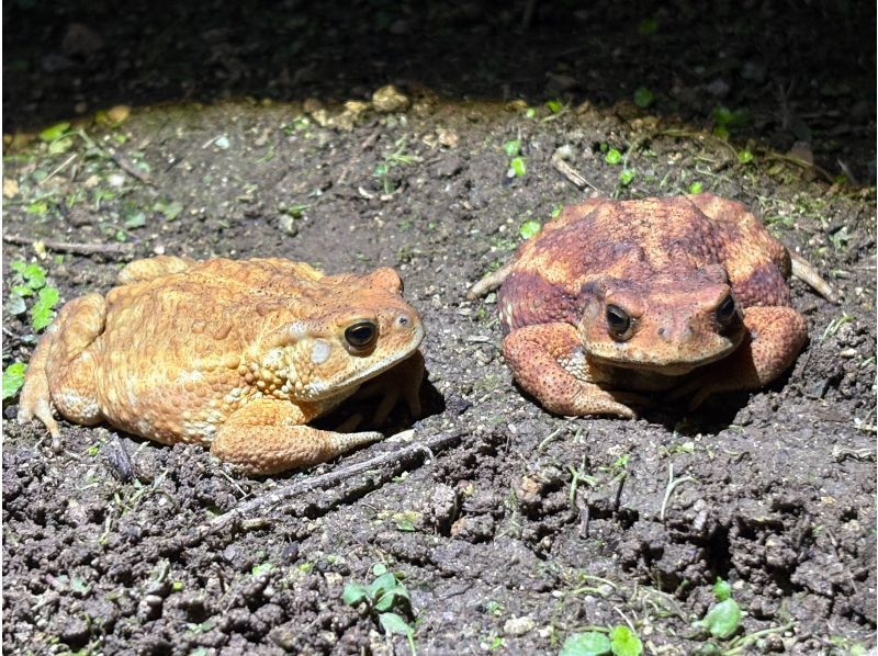 【宮古島・※5月末まで2000円】※破格ナイトツアー！アマゾンから帰ってきた男がご案内！大人も楽しめる夜の大冒険☆ようこそ非日常の世界へ。の紹介画像