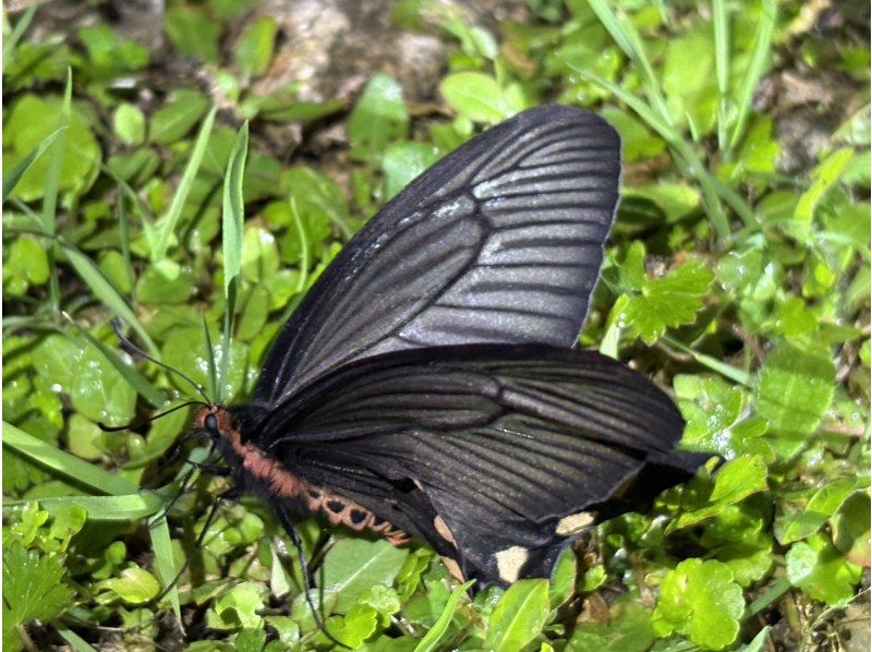 【宮古島ナイトツアー｜当日予約OK】★アマゾン帰りの男が案内する未知の世界《子供&bull;ファミリー&bull;カップル大歓迎》★2000円で一生モノの夜をの紹介画像
