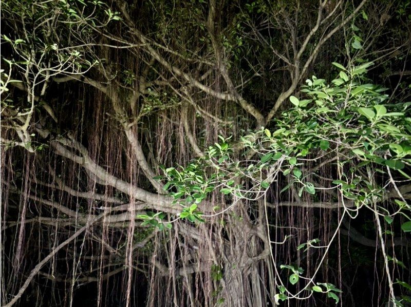 【宮古島・※5月末まで2000円】※破格ナイトツアー！アマゾンから帰ってきた男がご案内！大人も楽しめる夜の大冒険☆ようこそ非日常の世界へ。の紹介画像