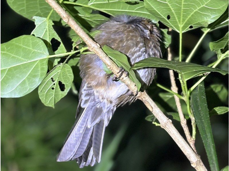 【宮古島ナイトツアー｜当日予約OK】★アマゾン帰りの男が案内する未知の世界《子供&bull;ファミリー&bull;カップル大歓迎》★2000円で一生モノの夜をの紹介画像