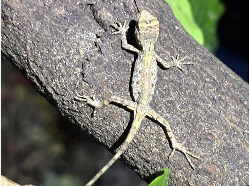 【宮古島ナイトツアー｜当日予約OK】★アマゾン帰りの男が案内する未知の世界《子供&bull;ファミリー&bull;カップル大歓迎》★2000円で一生モノの夜をの紹介画像