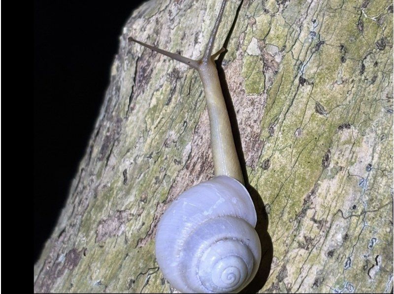 【宮古島ナイトツアー｜当日予約OK】★アマゾン帰りの男が案内する未知の世界《子供&bull;ファミリー&bull;カップル大歓迎》★2000円で一生モノの夜をの紹介画像