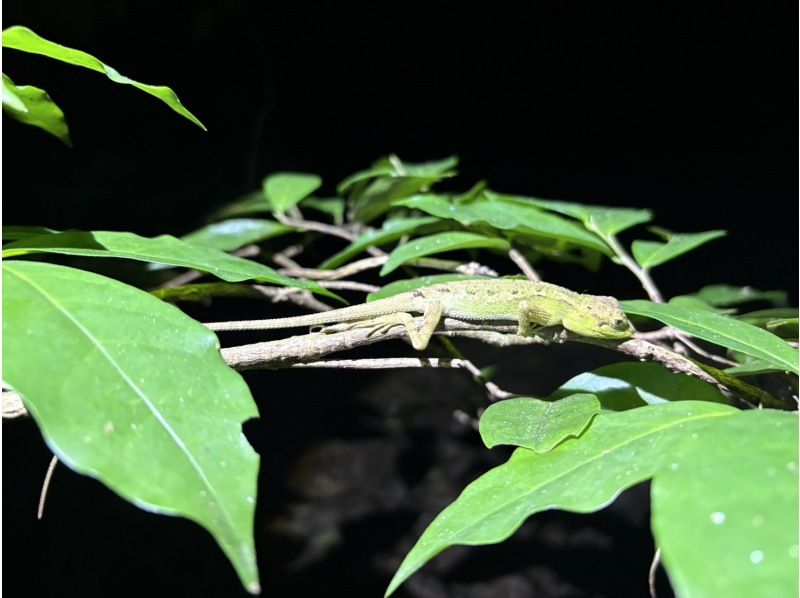 【宮古島ナイトツアー｜当日予約OK】★アマゾン帰りの男が案内する未知の世界《子供&bull;ファミリー&bull;カップル大歓迎》★2000円で一生モノの夜をの紹介画像