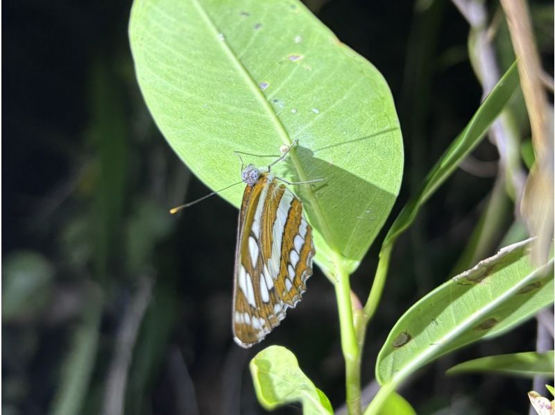 【宮古島ナイトツアー｜当日予約OK】★アマゾン帰りの男が案内する未知の世界《子供&bull;ファミリー&bull;カップル大歓迎》★2000円で一生モノの夜をの紹介画像