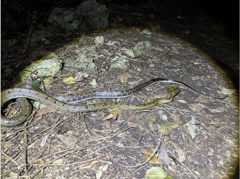 【宮古島ナイトツアー｜当日予約OK】★アマゾン帰りの男が案内する未知の世界《子供&bull;ファミリー&bull;カップル大歓迎》★2000円で一生モノの夜をの紹介画像