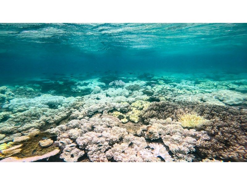 【Okinawa/Chatan】 Boat snorkeling! Photos and videos taken are freeの紹介画像