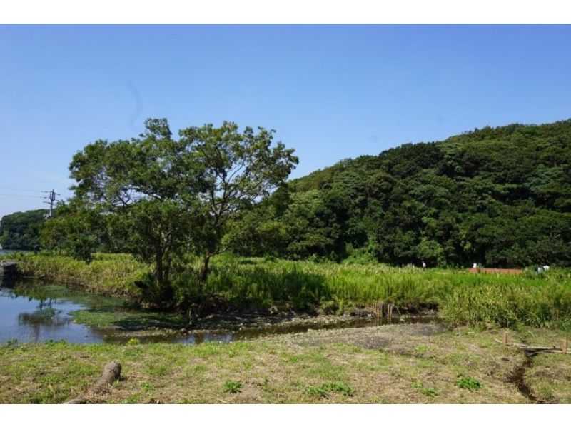 （神奈川県三浦市）小網代の森、生き物ガイド、海、川の生物、鳥、動物のご案内の紹介画像