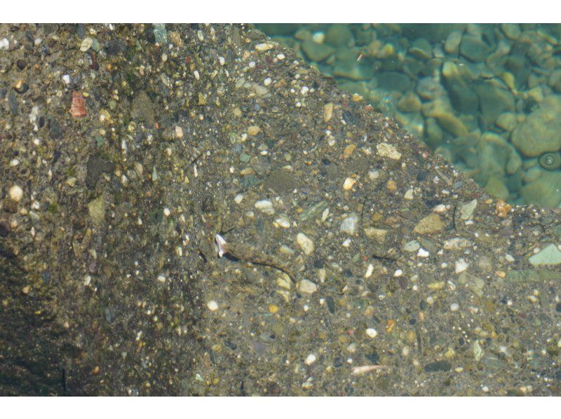 レンタサイクルで〝土佐の清流 新荘川〟沿いをサイクリング（今なら川釣りモニター体験が無料）　の紹介画像