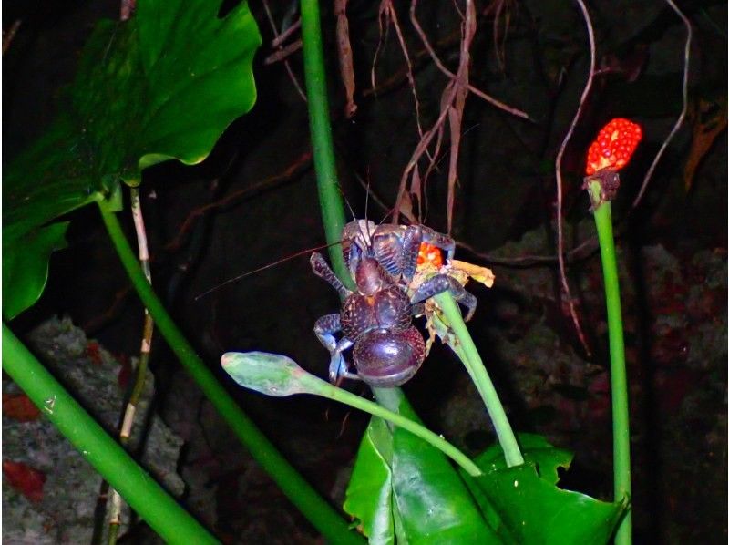 [Okinawa, Miyakojima, same-day reservations OK!!] Stargazing included!! Exciting tropical jungling night tour ★Free photo data★の紹介画像