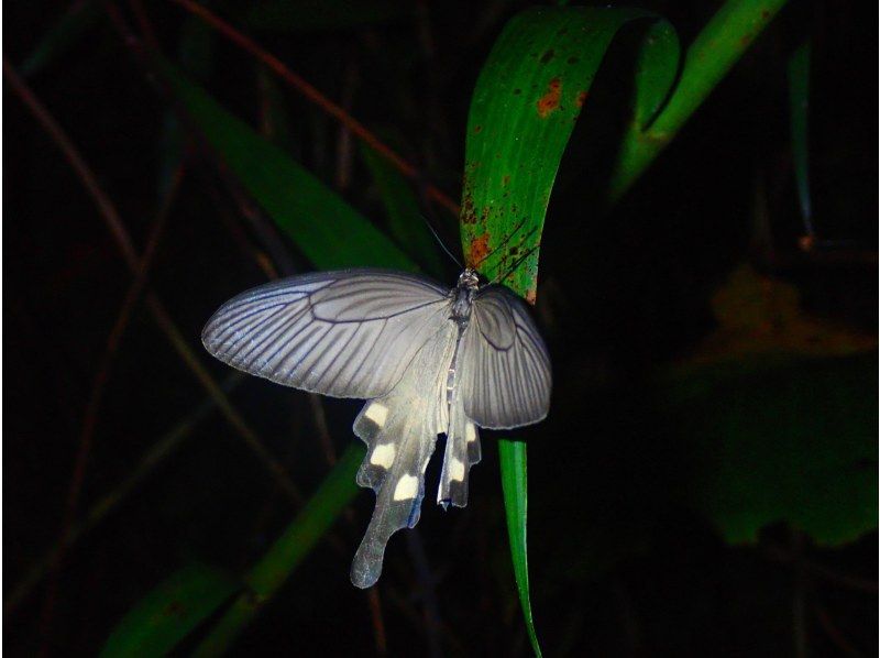 【宮古島・ナイトツアー】幻のヤシガニ・ジャングル探検ツアー！雨天決行｜当日予約◎＜写真データ無料でお渡し！＞の紹介画像