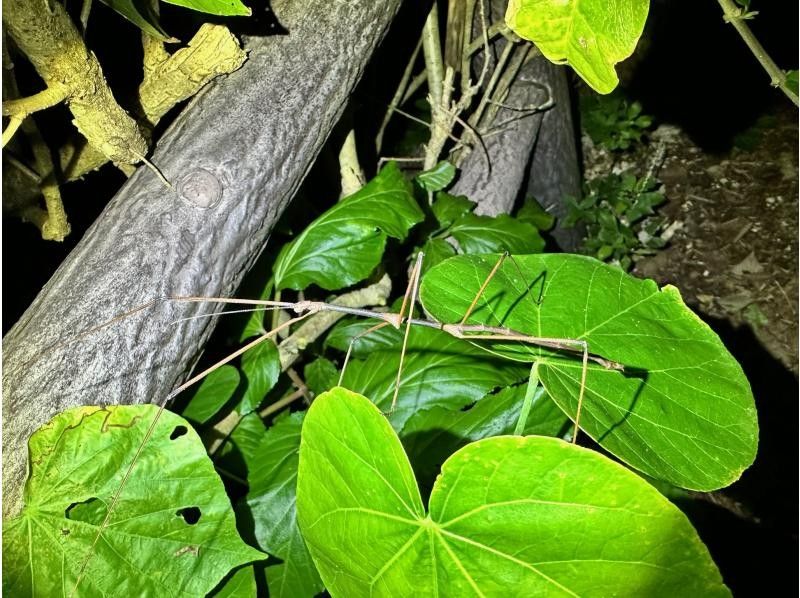 [Okinawa, Miyakojima, same-day reservations OK!!] Stargazing included!! Exciting tropical jungling night tour ★Free photo data★の紹介画像